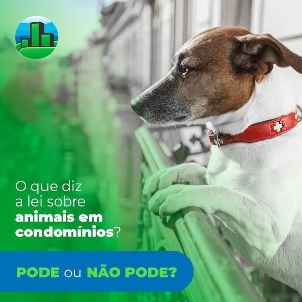 Animais em condomínio: pode ou não pode?