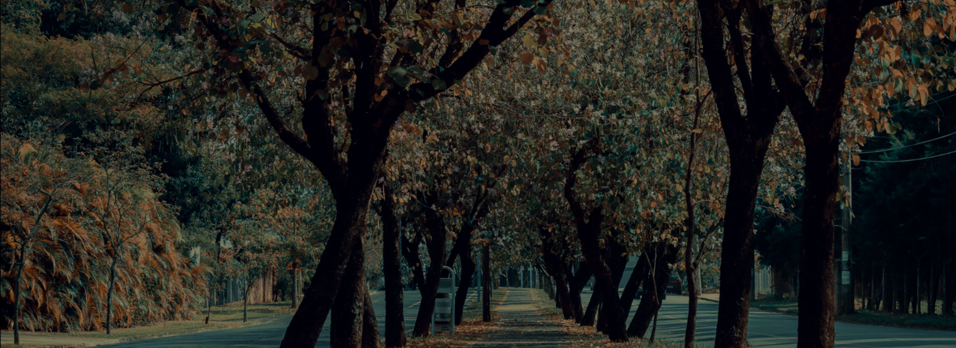 Zeladoria Especializada